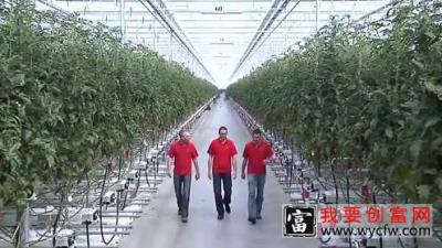 农业科技：辣椒和西红柿的温室大棚种植技术