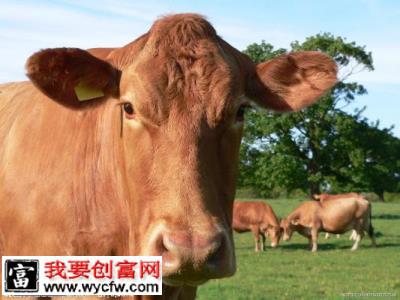 秋后补栏严把“三关”养肉牛