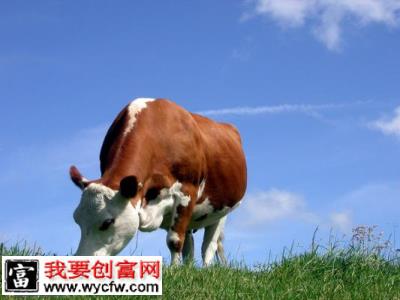 巧用瘤胃素养殖肉牛