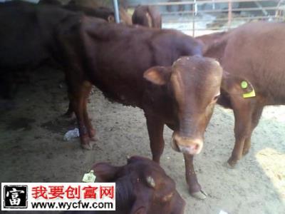 利于犊牛生长的营养饲料