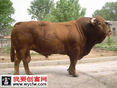 微化处理肉牛秸秆饲料