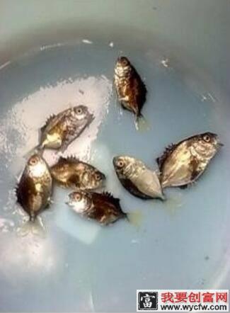 拉回来的金鲳鱼患上黑身病和爆发小瓜虫，怎么办？