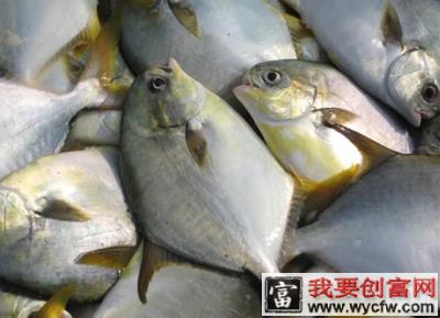 鱼排网箱养殖金鲳鱼的海区选择和养殖技术详解