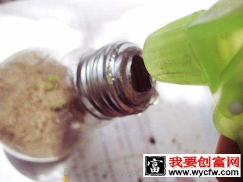 灯泡废物利用变身创意玻璃器皿绿植小盆栽10