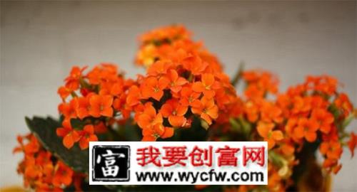 旧茶壶diy个性花盆花器7