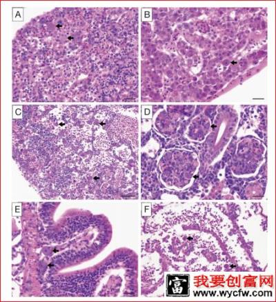 传染性脾肾坏死病毒感染养殖罗非鱼引起大量死亡