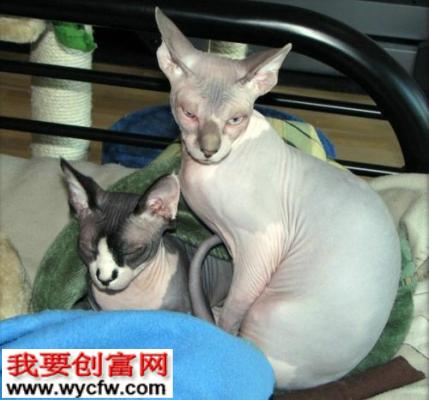 加拿大无毛猫被正式确认为新猫种(组图)(2)