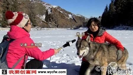 杨洁：养狼建新疆最大养狼基地获得千万财富