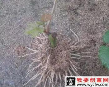 葡萄根系的构造