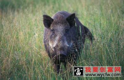 野猪的生活习性