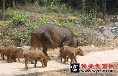 特种野猪 养殖 技术