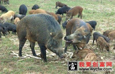 野猪 养殖 管理要点