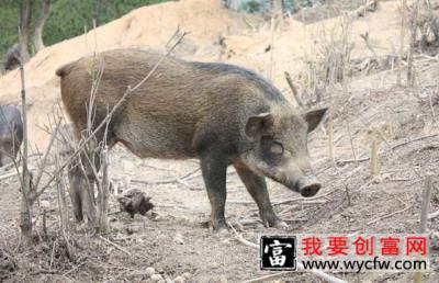 特种公野猪不发情的原因及解决方法