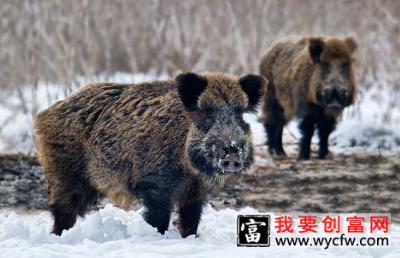 野猪养殖的几种错误养殖方法