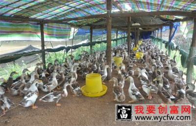 鸭子采食量少怎么办