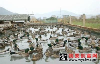 野鸭的饲养方法