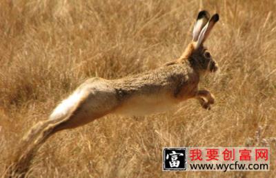 野兔的生活习性