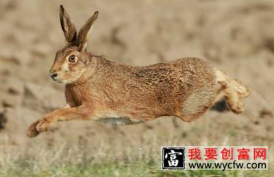 野兔的生活习性