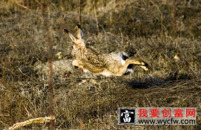 野兔的生活习性