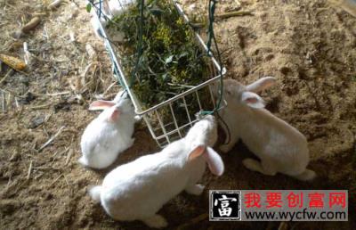 野兔养殖的兔舍环境要求