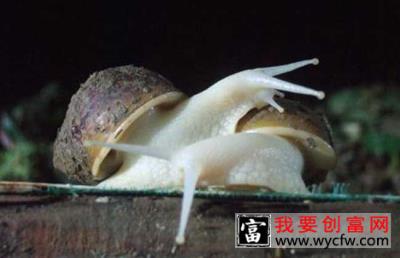 白玉蜗牛养殖吃什么？