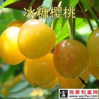 关键词:冰糖脆樱桃品种种植技术