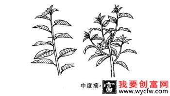 樱桃树用什么方法能促花？