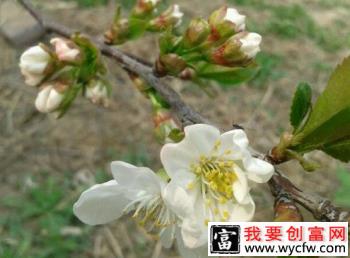 樱桃树开花、结果的习性是怎么样？