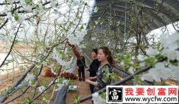 大樱桃树种植要注意哪些？