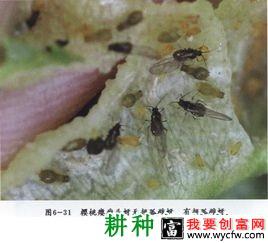 种植樱桃如何防治樱桃瘿瘤头蚜？