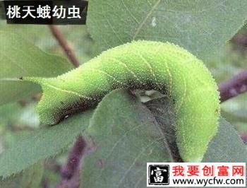 种植樱桃如何防治桃天蛾？