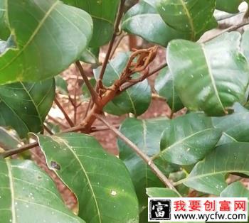 哪些措施可以促进龙眼花芽分化？