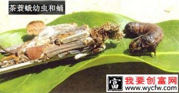 种龙眼如何防治茶蓑蛾？