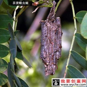 种龙眼如何防治茶蓑蛾？