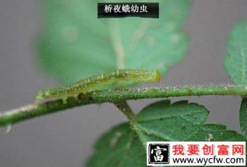 种植龙眼如何防治甜菜夜蛾？