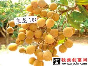 泉龙104龙眼品种好不好？