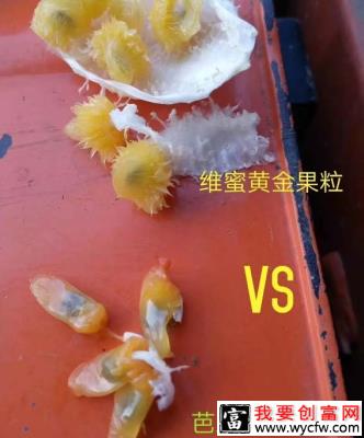 维蜜黄金百香果品种好不好？