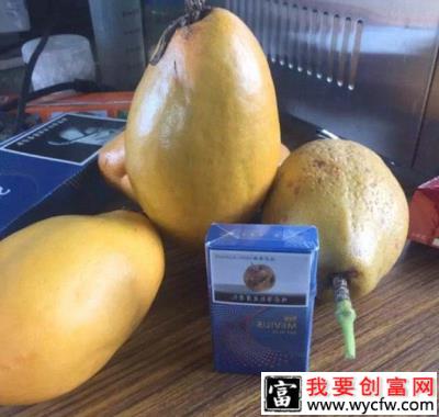 香蜜百香果品种好不好？