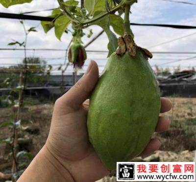 香蜜百香果品种好不好？