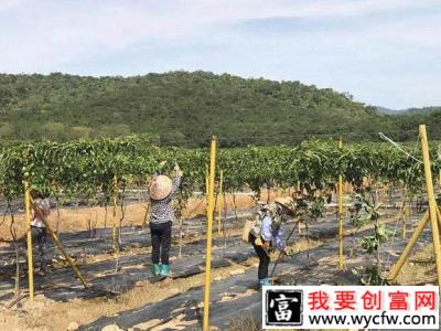 百香果园的草如何除？百香果园除草有几种方法？