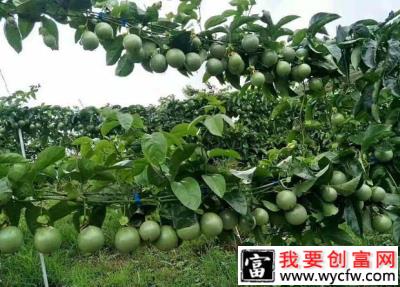 百香果园的草如何除？百香果园除草有几种方法？