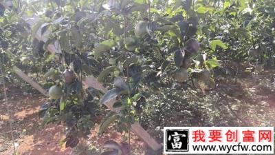 种植百香果每亩需要投入多少钱？种百香果每亩有多少收益？