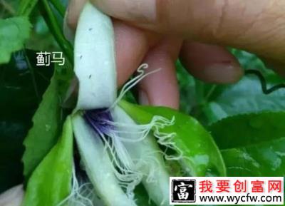 危害百香果花朵的害虫