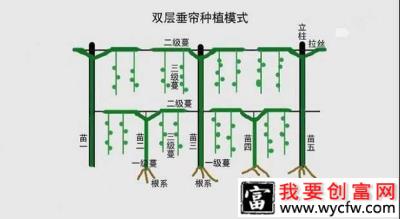 百香果篱笆式棚架种植有哪些优缺点？