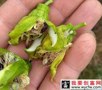 百香果花蕾变黄脱落是怎么回事？