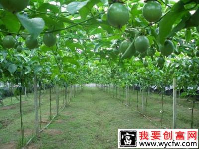 种植百香果为什么要施硼肥？