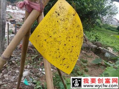 百香果园如何使用粘虫板？百香果使用粘虫板需要注意什么？