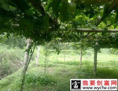 百香果种植对土壤有什么要求，百香果喜欢酸性土壤吗？