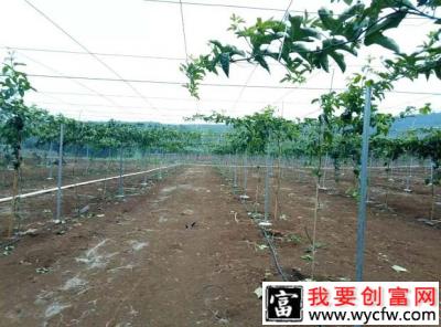 百香果种植对土壤有什么要求，百香果喜欢酸性土壤吗？