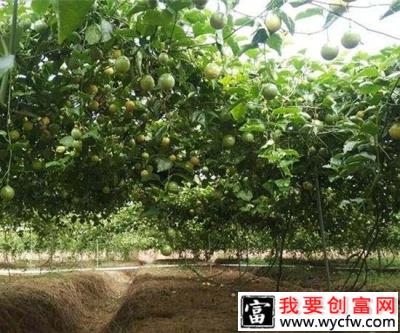 百香果种植对土壤有什么要求，百香果喜欢酸性土壤吗？